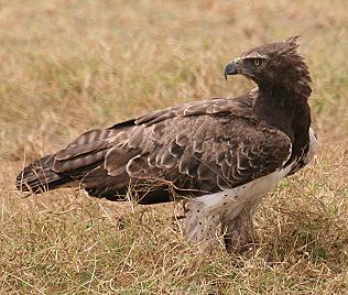 Kampfadler, Martial Eagle, Polemaetus bellicosus